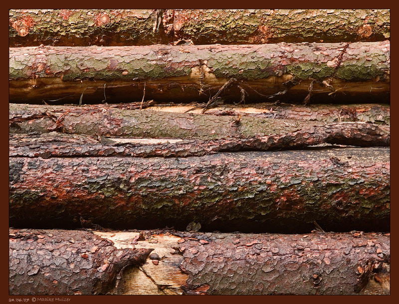 24th: Cant see the wood for the trees