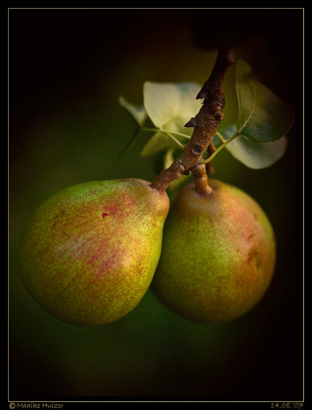 August 14th: Ripening Pears come in  August ...
