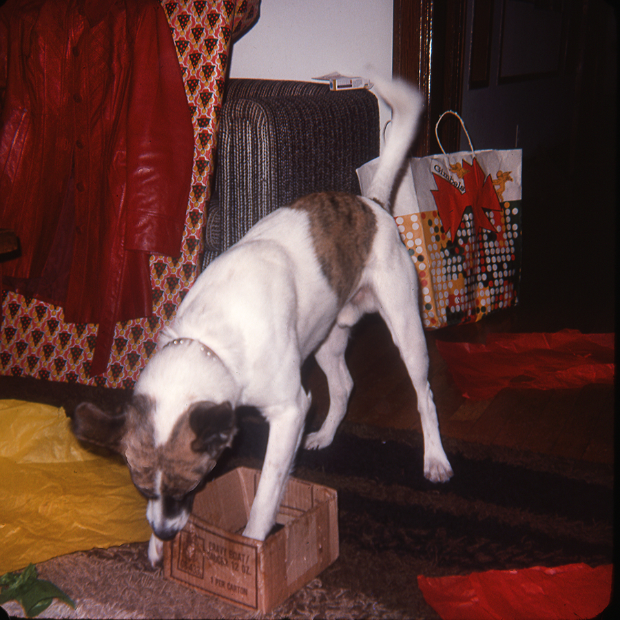 Beeza gets a box to play with.