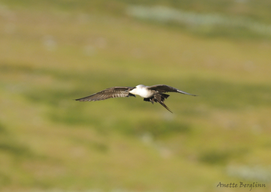 Long-tailed Skua / Stercorarius longicaudus  / Fjllabb