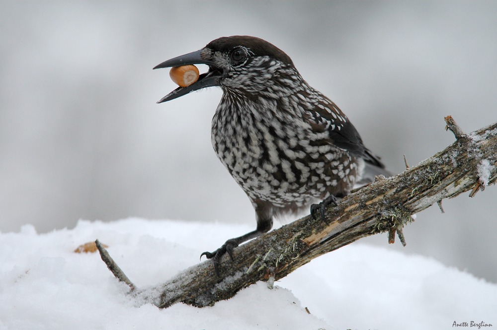 Nutcracker / Nucifraga caryocatactes / Ntkrka