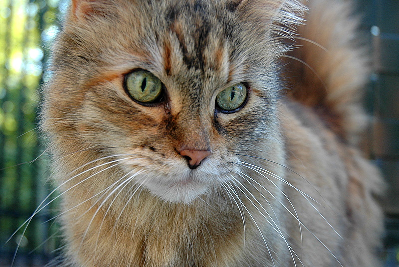 Gabby