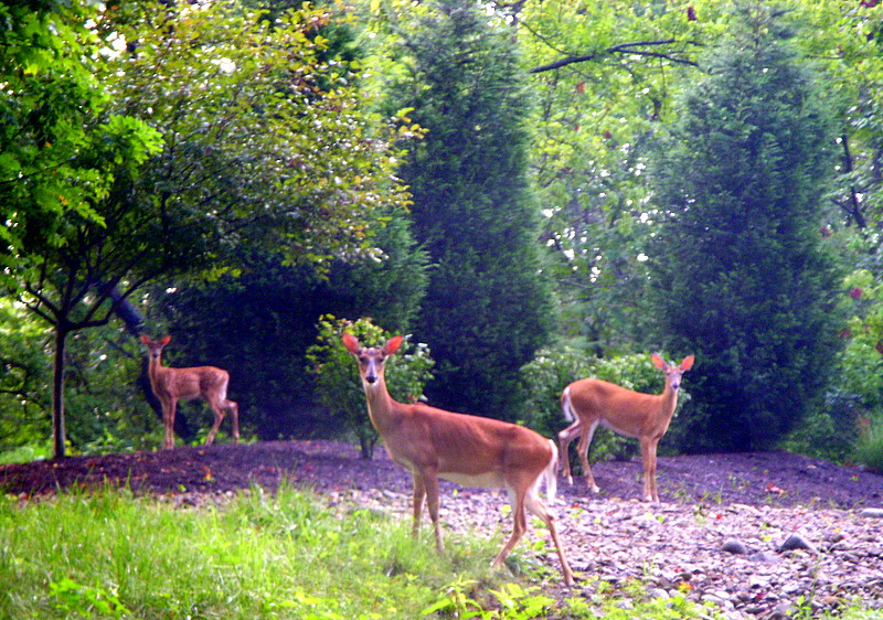 Oh, Deer
