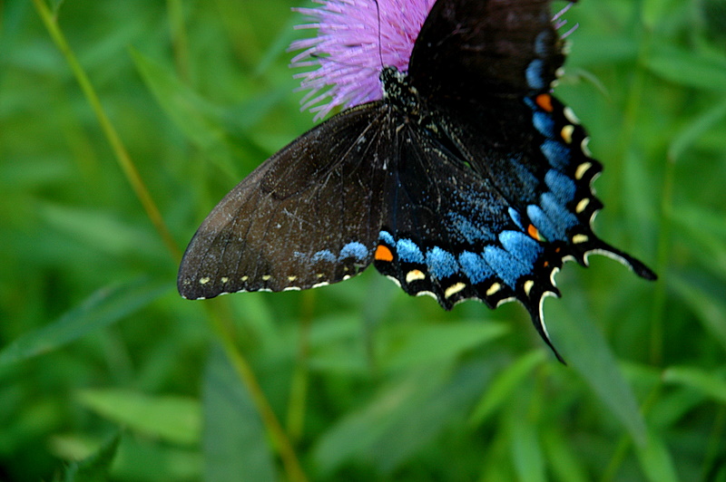 Black Swallowtail