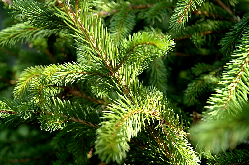 Fir Tree