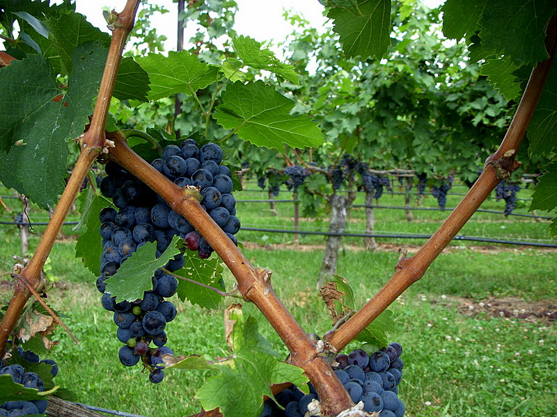 The Grape Escape