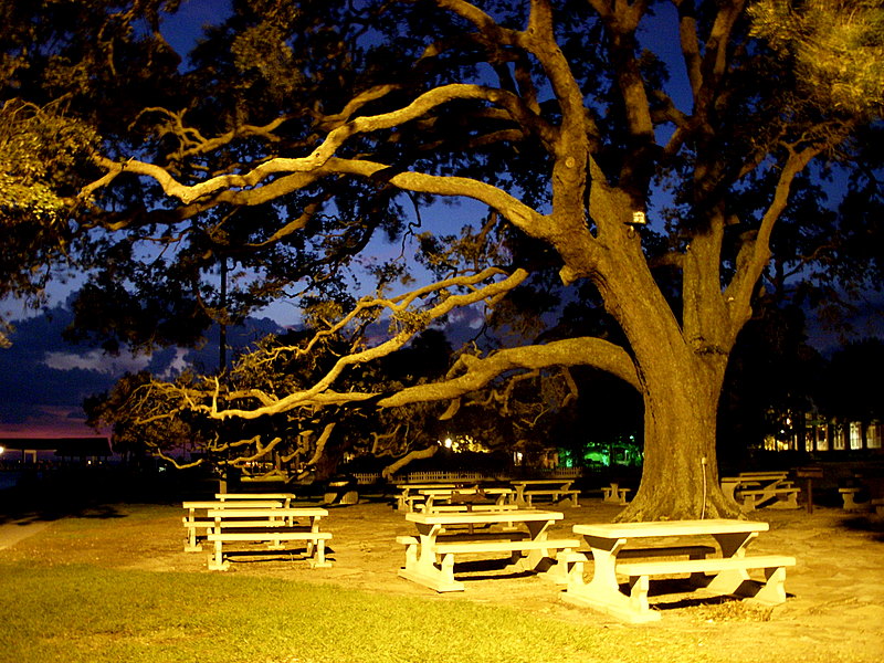Live Oak