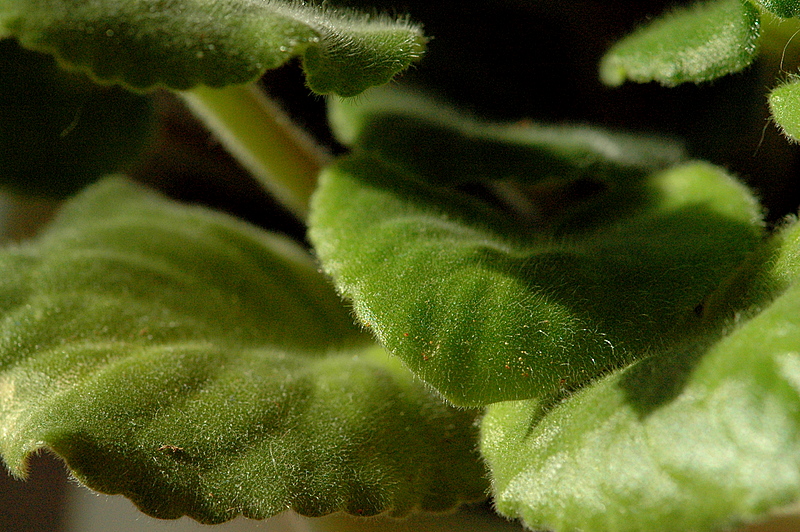 African Violet