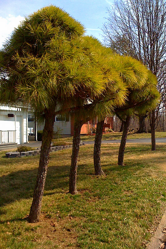Artful Pruning