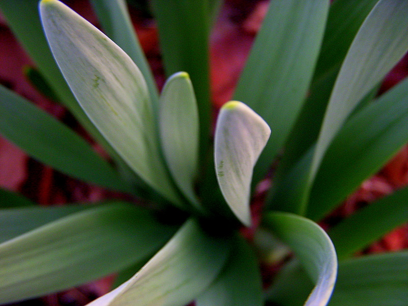 Spears of Green