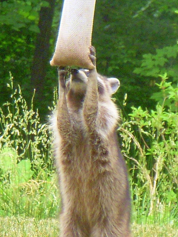 Thistle-Stealer