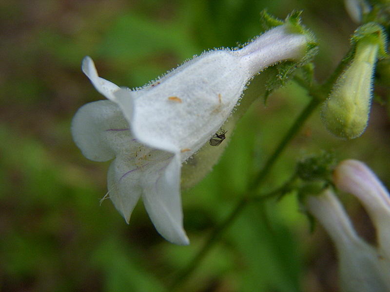 Bloom & Bug