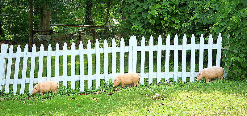 Three Little Piggies