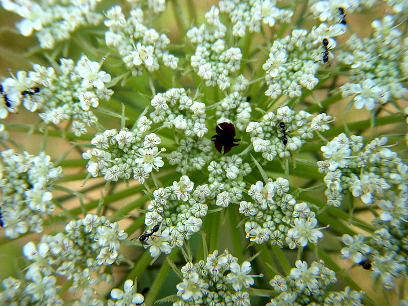 Queen Anne's Lace