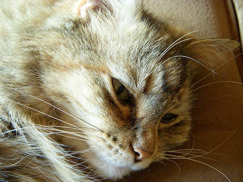 Afternoon Nap