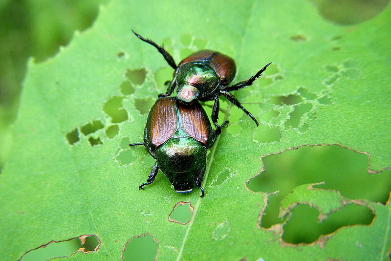 Beetle Love