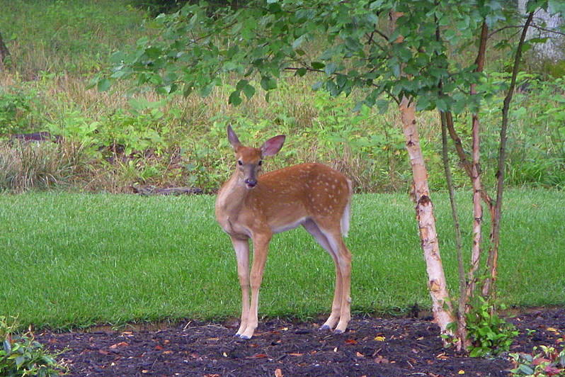 Not Bambi