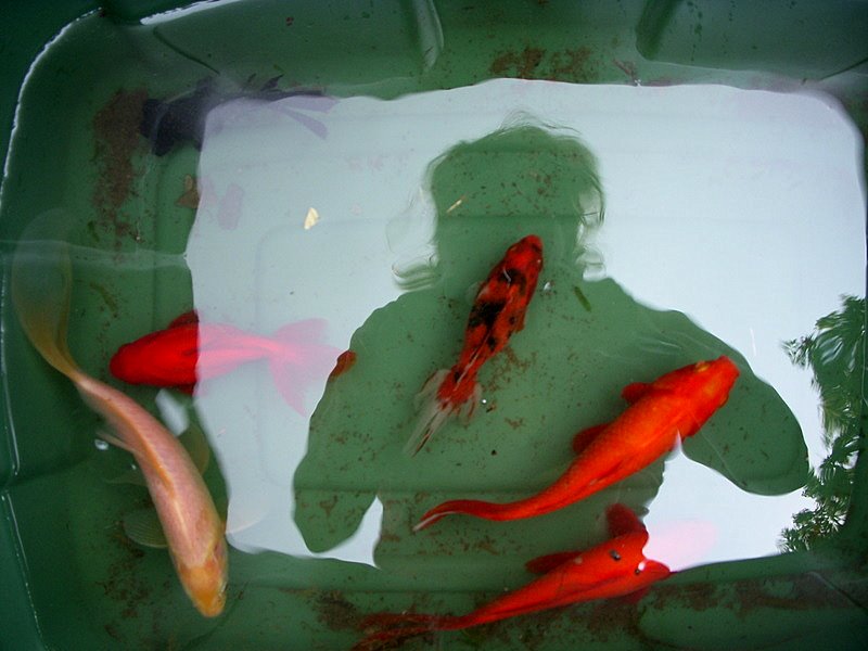 SP--Fish in a Bucket