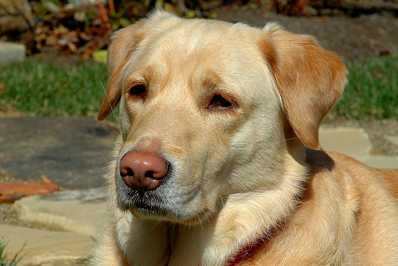 Heidi