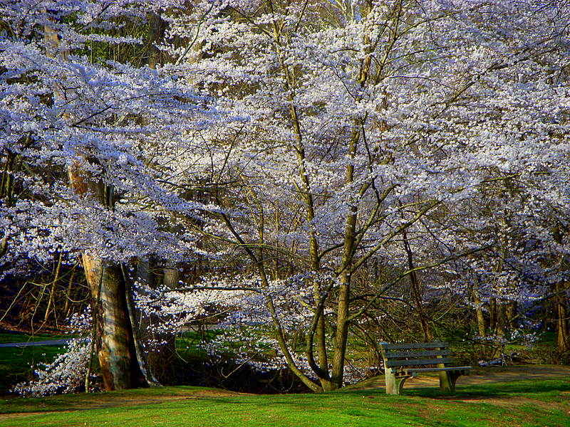 Cherry Blossom Time