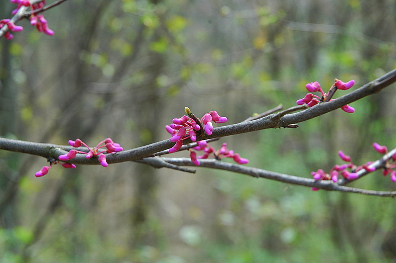 Red Bud