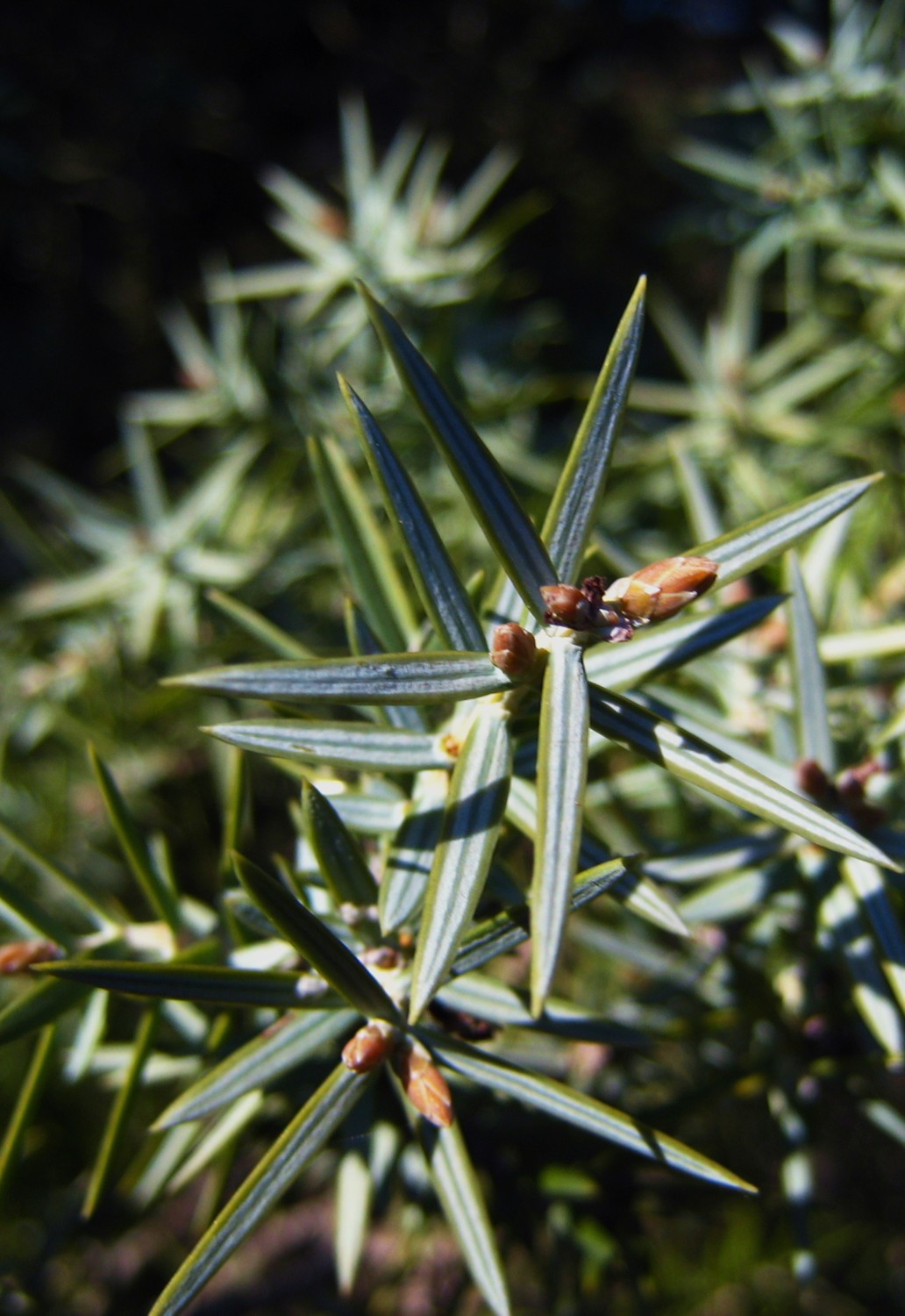 genévrier oxycèdre cade <br><i>Juniperus oxycedrus</i>