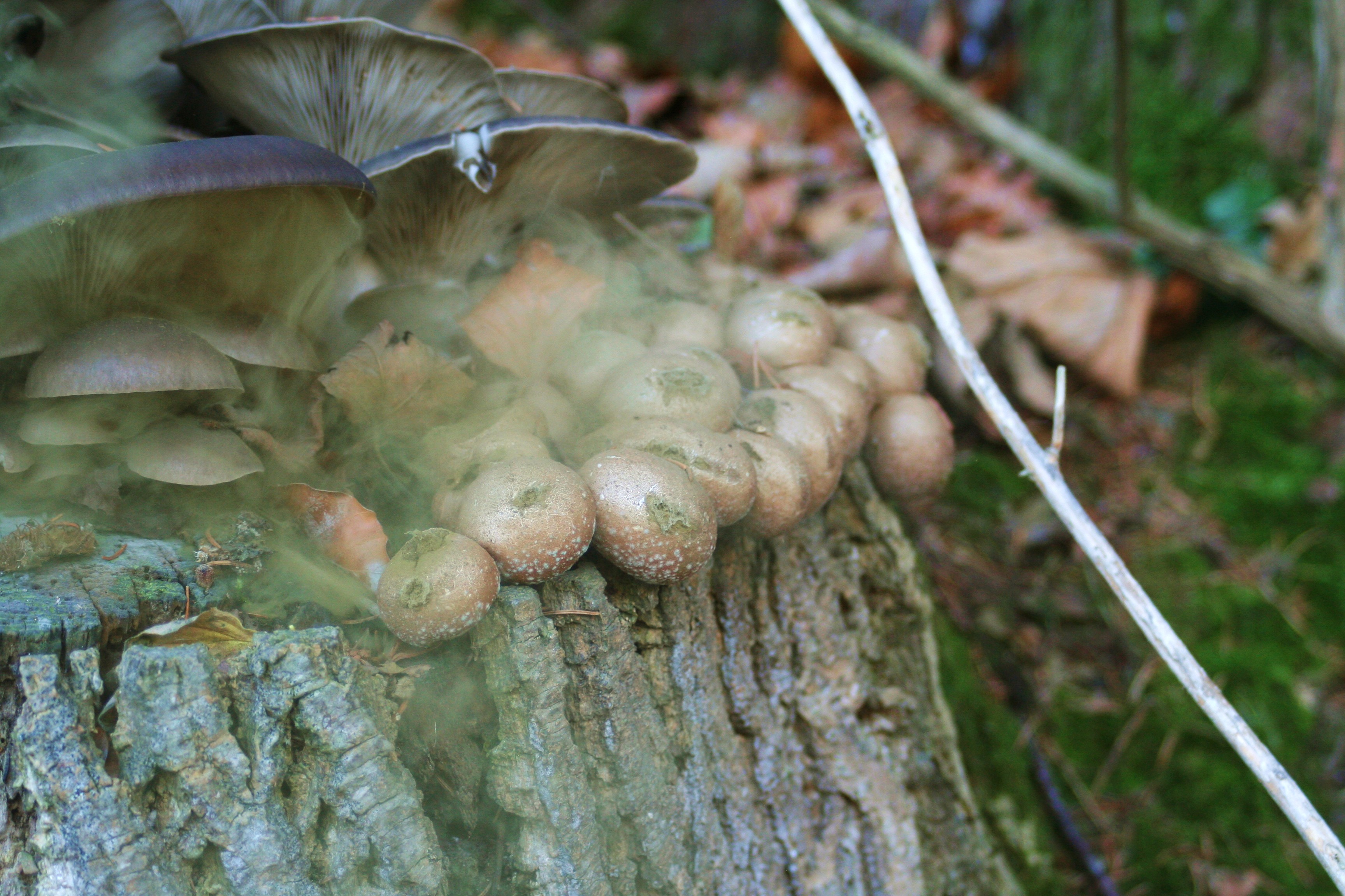 champignons et spores (taken w/ a friends camera)