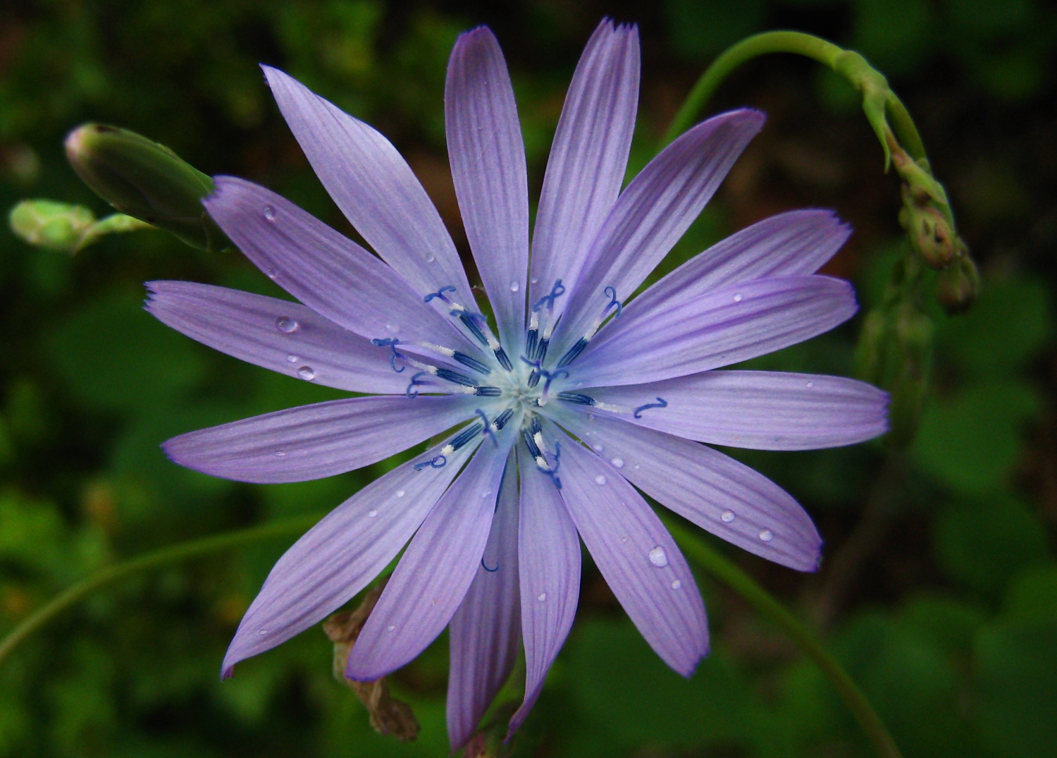 laitue vivace <br><i>Lactuca perennis</i>