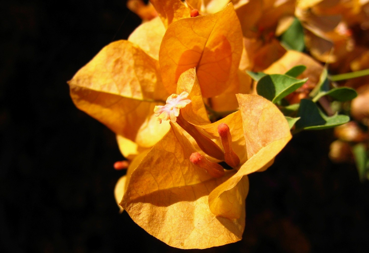 fleur de bougainville<br><b>bougainvillaea flower</b>
