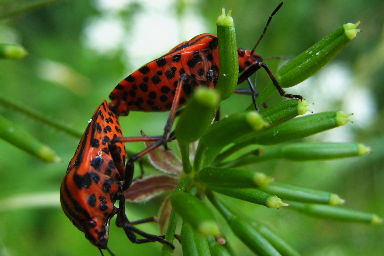 punaises rayes <br><b>Graphosoma italicum</b>