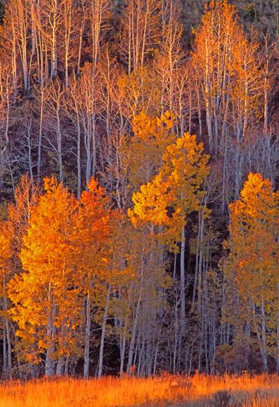 Heart Prairie aspens, near Flagstaff, AZ