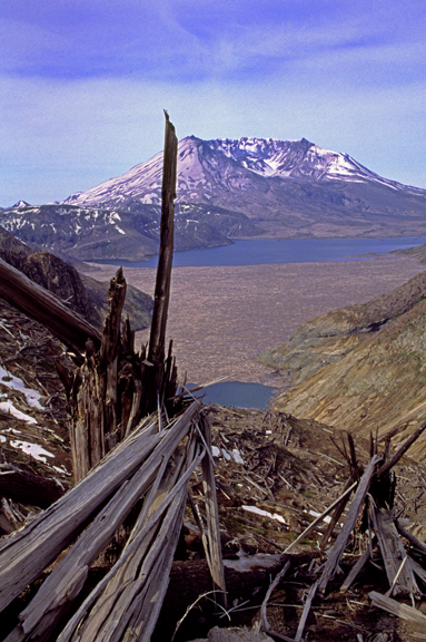  Mt. St. Helens, Spirit Lake and blown down trees, Mount St. Helens National Monument, WA