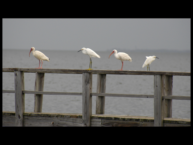 1314 shore birds on Dock rail 750pix.jpg