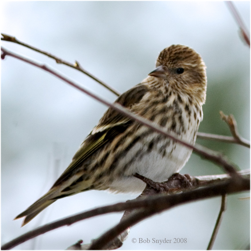 Pine Siskins breed in Canada and will winter in US.