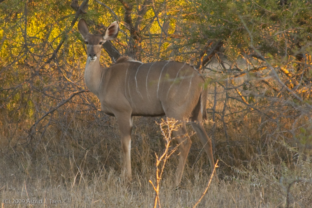 Kudu (female)