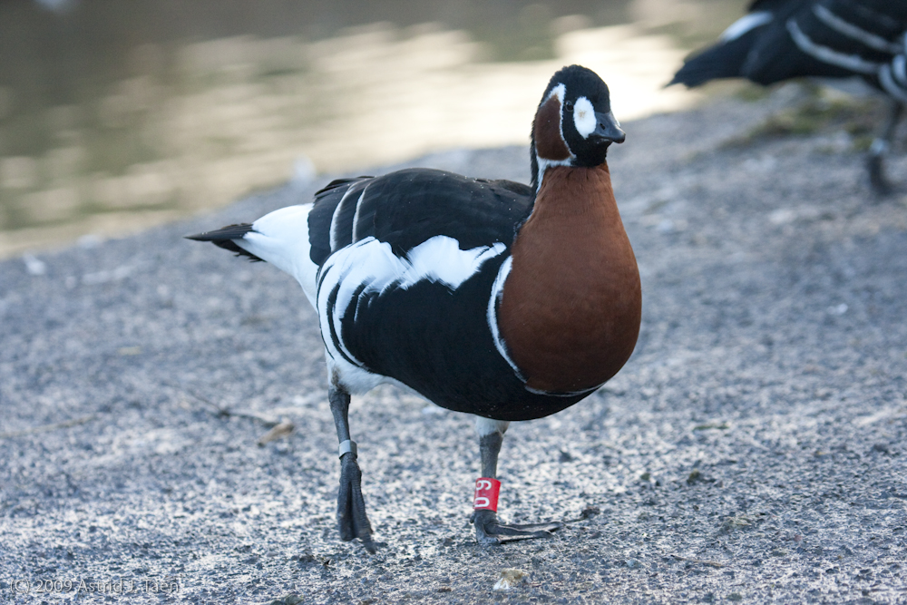 Red-breasted goose