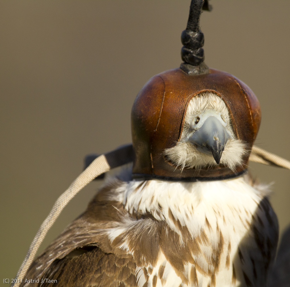 Prairie Falcon