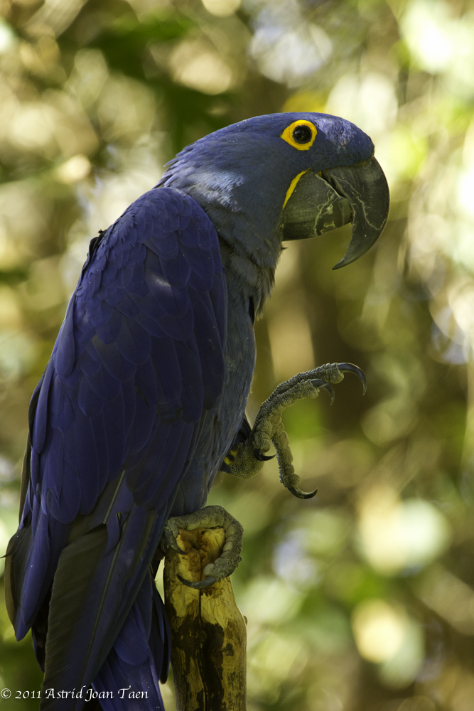 Hyacinth Macaw