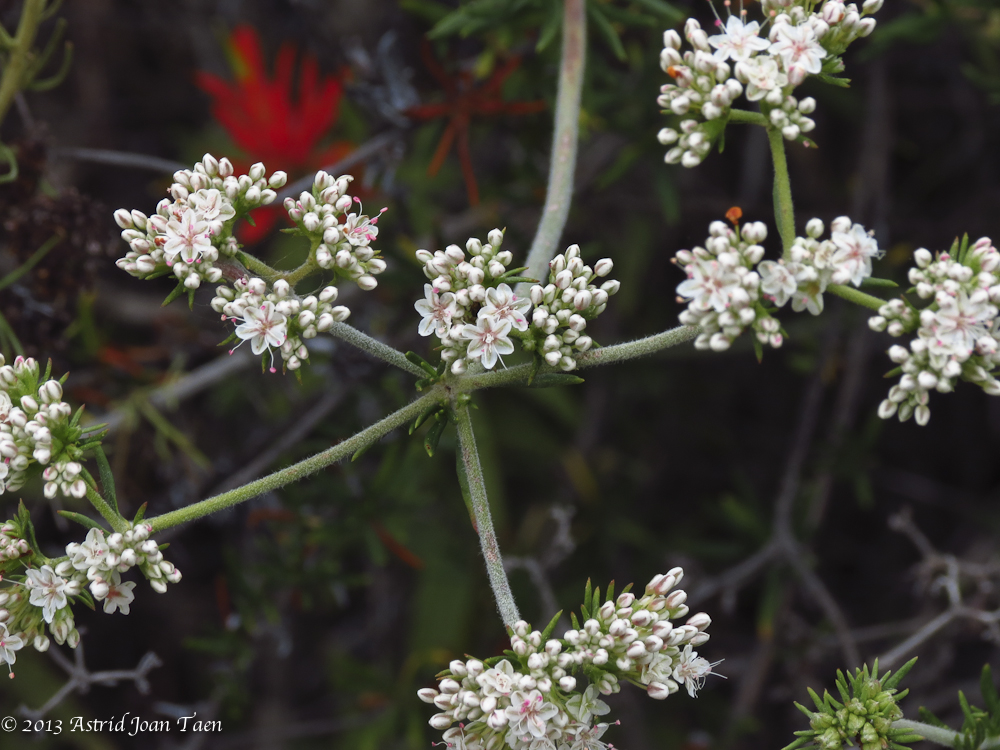 Unidentified Flower