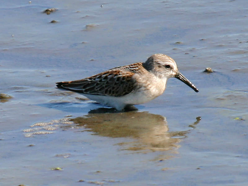 Western Sandpiper