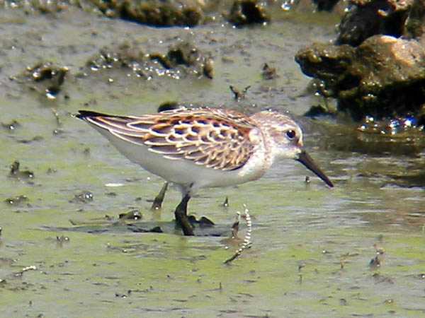 Western Sandpiper