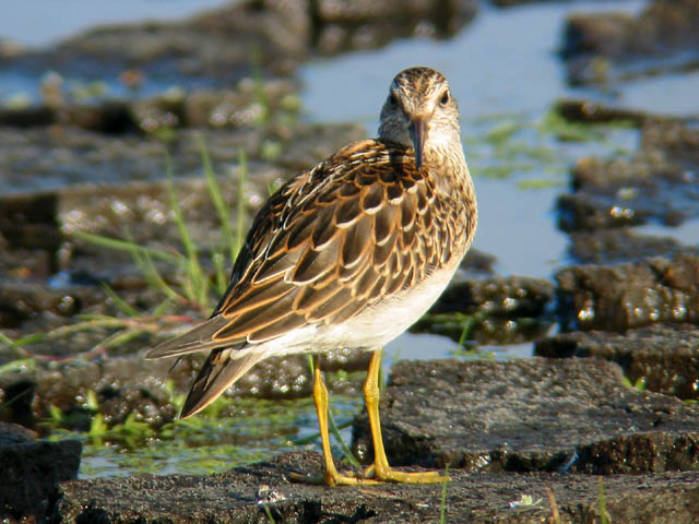 Pectoral Sandpiper