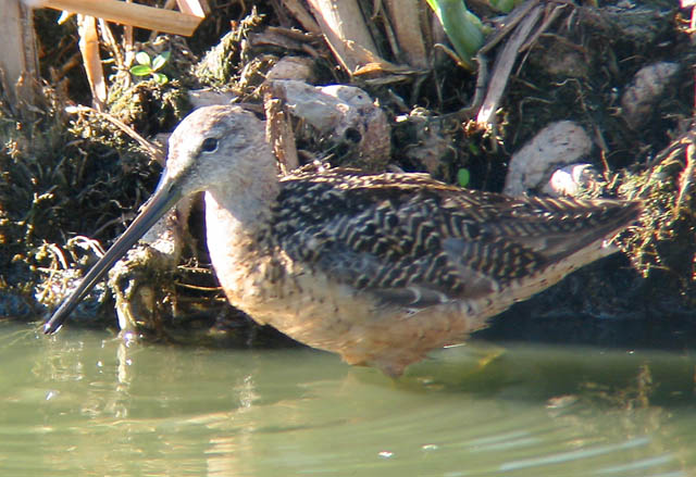 Long-billed Dowitcher