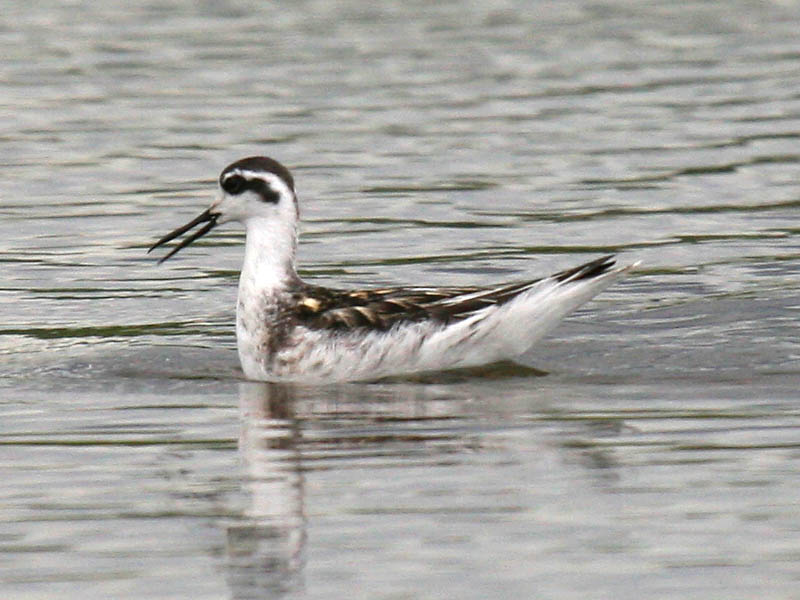 Red-necked Phalarope