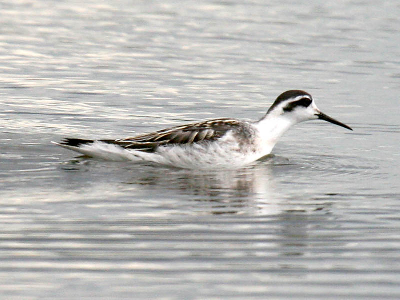 Red-necked Phalarope