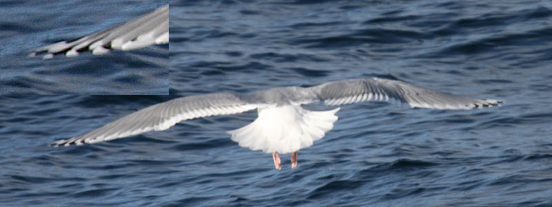 Thayers Gull