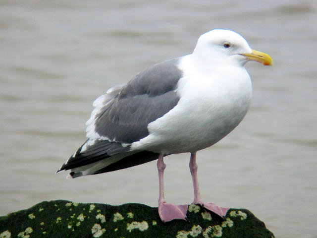 Western Gull