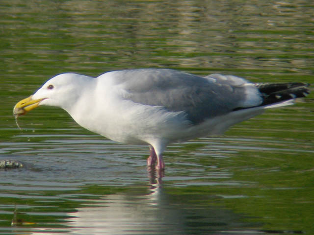 Glaucous-winged x Western Gull