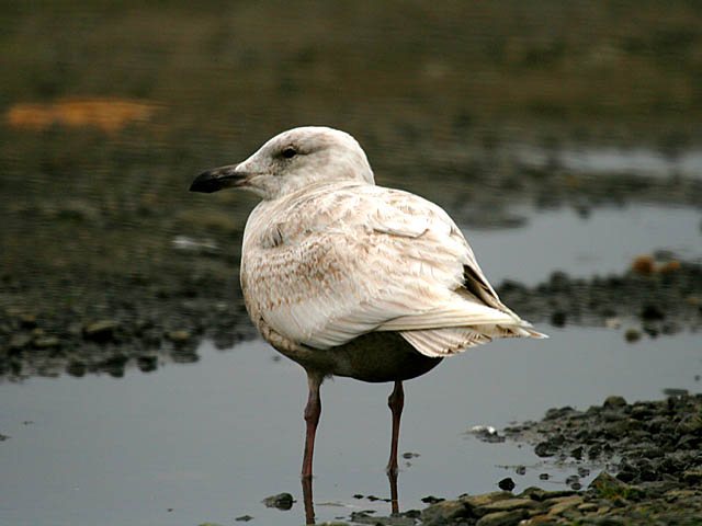Glaucous-winged Gull