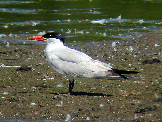 Caspian Tern